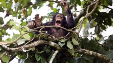A juvenile chimpanzee drumming in Bossou, Guinea
