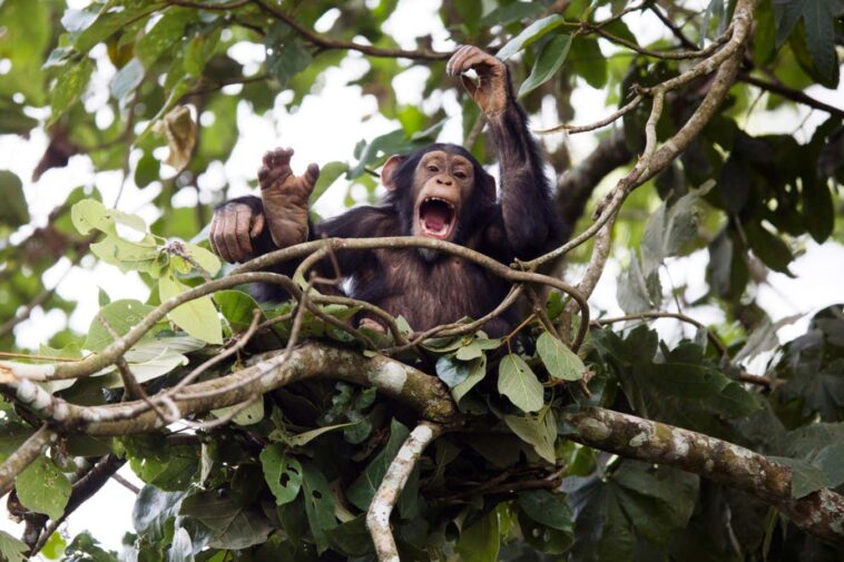 A juvenile chimpanzee drumming in Bossou, Guinea