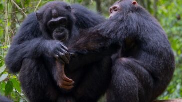 Les chimpanzés sauvages se donnent les premiers soins les uns aux autres