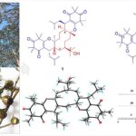 Les composés inhibiteurs de la mort en cuivre isolés de fruits d'eucalyptus sont prometteurs pour la thérapie contre le cancer