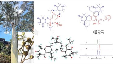 Les composés inhibiteurs de la mort en cuivre isolés de fruits d'eucalyptus sont prometteurs pour la thérapie contre le cancer