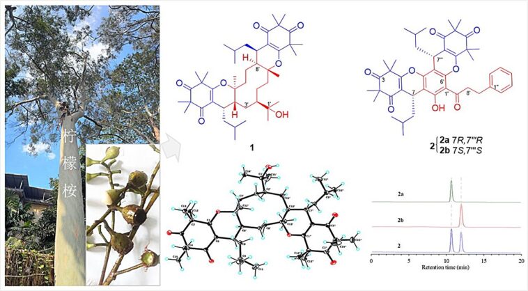 Les composés inhibiteurs de la mort en cuivre isolés de fruits d'eucalyptus sont prometteurs pour la thérapie contre le cancer