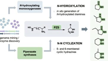 Les enzymes optimisées favorisent les liaisons azotés-azogenes pour générer des composés bioactifs