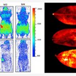 Les êtres vivants émettent une faible lumière qui s'éteint à la mort, selon une nouvelle étude