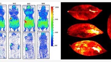 Les êtres vivants émettent une faible lumière qui s'éteint à la mort, selon une nouvelle étude