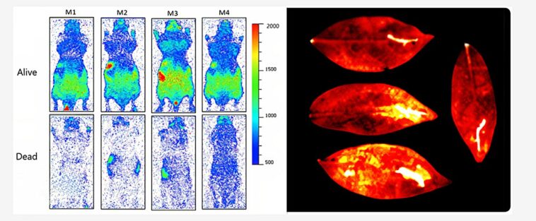 Les êtres vivants émettent une faible lumière qui s'éteint à la mort, selon une nouvelle étude