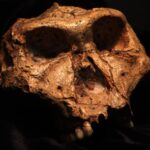 Les hommes n'étaient pas toujours plus grands que les femmes dans cette espèce hominidé Les hommes n'étaient pas toujours plus grands que les femmes dans cette espèce hominidé