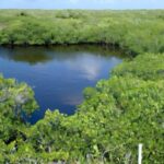 Les mangroves montrent une résilience surprenante aux tempêtes dans un climat changeant