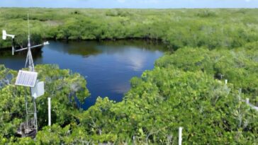 Les mangroves montrent une résilience surprenante aux tempêtes dans un climat changeant
