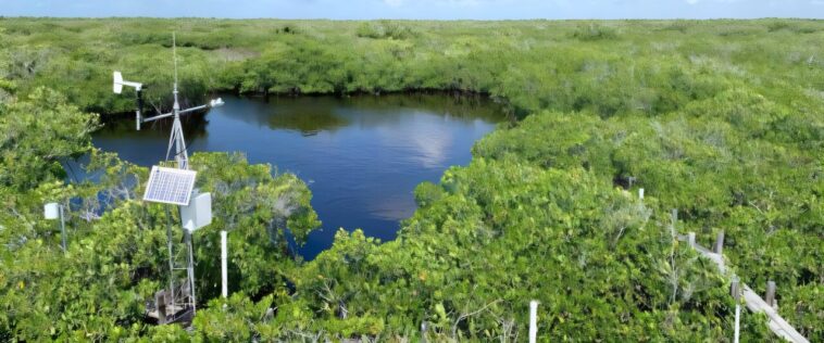 Les mangroves montrent une résilience surprenante aux tempêtes dans un climat changeant Les mangroves montrent une résilience surprenante aux tempêtes dans un climat changeant