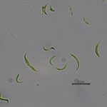 Les microalgues éliminent les résidus antibiotiques des eaux usées, réduisant la contamination environnementale Les microalgues éliminent les résidus antibiotiques des eaux usées, réduisant la contamination environnementale