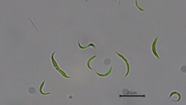 Les microalgues éliminent les résidus antibiotiques des eaux usées, réduisant la contamination environnementale