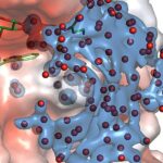 Les molécules d'eau forment des réseaux harmonisés pendant les réactions hydrolytiques Les molécules d'eau forment des réseaux harmonisés pendant les réactions hydrolytiques
