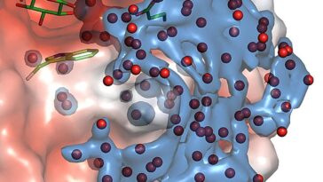 Les molécules d'eau forment des réseaux harmonisés pendant les réactions hydrolytiques