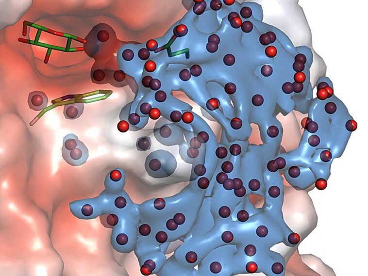 Les molécules d'eau forment des réseaux harmonisés pendant les réactions hydrolytiques
