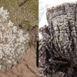 Les niveaux de mercure atmosphérique chutent alors que les efforts mondiaux freinent les émissions toxiques