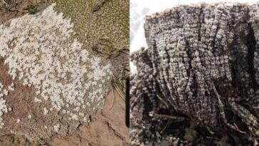 Les niveaux de mercure atmosphérique chutent alors que les efforts mondiaux freinent les émissions toxiques