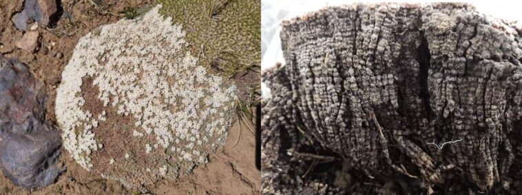 Les niveaux de mercure atmosphérique chutent alors que les efforts mondiaux freinent les émissions toxiques