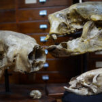 Une photographie de quatre crânes de paresseux, allant d'un crâne d'un paresseux géant éteint à celui d'un paresseux moderne relativement minuscule.