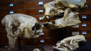 Une photographie de quatre crânes de paresseux, allant d'un crâne d'un paresseux géant éteint à celui d'un paresseux moderne relativement minuscule.
