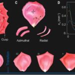 Les physiciens découvrent comment la frustration géométrique façonne la fleur emblématique de la rose
