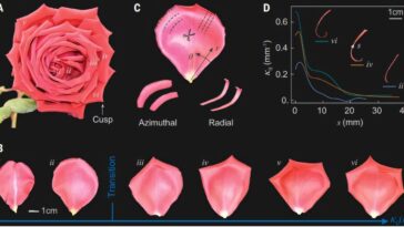 Les physiciens découvrent comment la frustration géométrique façonne la fleur emblématique de la rose