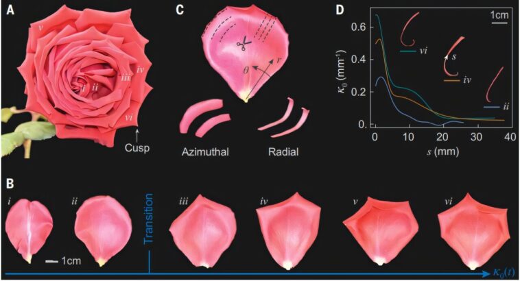 Les physiciens découvrent comment la frustration géométrique façonne la fleur emblématique de la rose