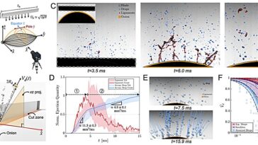 Les physiciens déterminent comment couper les oignons avec moins de larmes