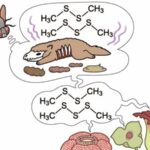 Un dessin animé d'une mouche dans le coin supérieur gauche avec une bulle de la parole montrant une fourche et un couteau et une bulle de pensée montrant une carcasse animale pourrie et un scat animal avec des lignes puantes et la structure chimique du disulfure de diméthyle dessus. Trois plantes qui ont évolué la capacité de fabriquer un disulfure de diméthyle sont montrées en émettant le produit chimique en intestin.