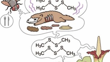 Un dessin animé d'une mouche dans le coin supérieur gauche avec une bulle de la parole montrant une fourche et un couteau et une bulle de pensée montrant une carcasse animale pourrie et un scat animal avec des lignes puantes et la structure chimique du disulfure de diméthyle dessus. Trois plantes qui ont évolué la capacité de fabriquer un disulfure de diméthyle sont montrées en émettant le produit chimique en intestin.
