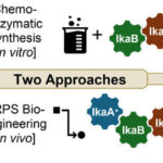 Les progrès enzymatiques et génétiques rationalisent la synthèse de produits naturels prometteurs