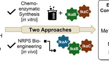 Les progrès enzymatiques et génétiques rationalisent la synthèse de produits naturels prometteurs