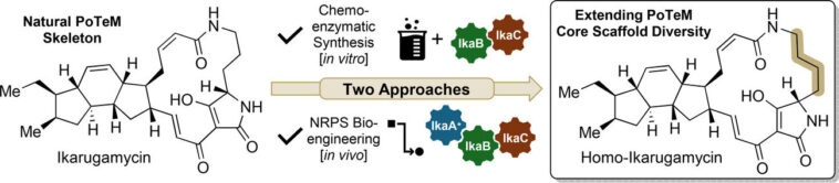 Les progrès enzymatiques et génétiques rationalisent la synthèse de produits naturels prometteurs Les progrès enzymatiques et génétiques rationalisent la synthèse de produits naturels prometteurs