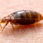 Les punaises de lit ont peut-être été l'un des premiers ravageurs urbains