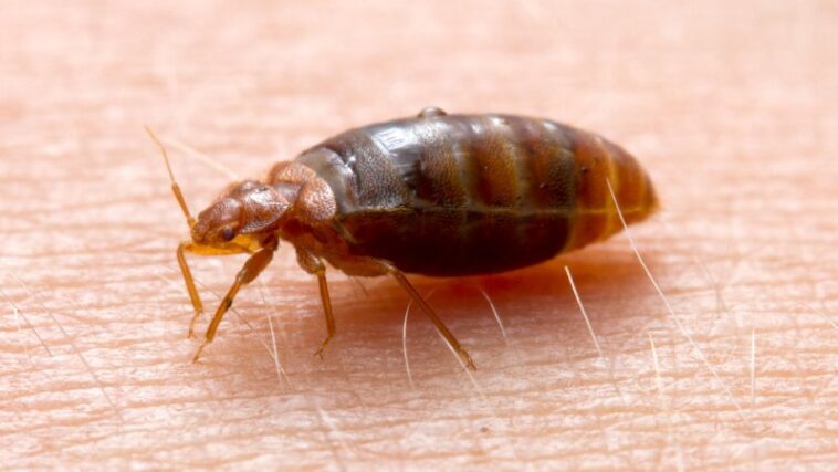 Les punaises de lit ont peut-être été l'un des premiers ravageurs urbains