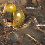 Les rubans de grenouille éclatent via une variété extravagante de sacs vocaux Un ballon de sacs côté tête apparié en tant que grenouille d'arbre Goldeneye du Surinam mâle