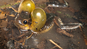 Un ballon de sacs côté tête apparié en tant que grenouille d'arbre Goldeneye du Surinam mâle