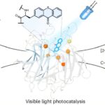 Les scientifiques développent de nouvelles enzymes lumineuses pour rendre la chimie plus propre et plus verte