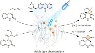 Les scientifiques développent de nouvelles enzymes lumineuses pour rendre la chimie plus propre et plus verte