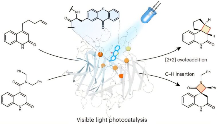 Les scientifiques développent de nouvelles enzymes lumineuses pour rendre la chimie plus propre et plus verte