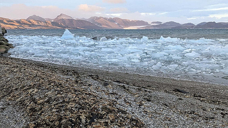 Les surtensions d'algues peuvent modifier la dynamique du carbone de l'Arctique