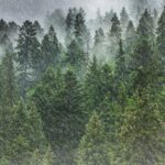 Les taches de vie à ciel peuvent influencer les modèles de précipitations