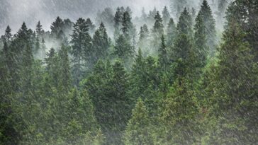 Les taches de vie à ciel peuvent influencer les modèles de précipitations