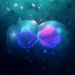 Nos cellules peuvent se diviser d'une manière complètement inattendue