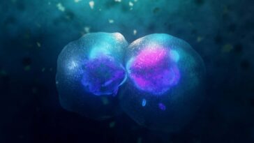 Nos cellules peuvent se diviser d'une manière complètement inattendue