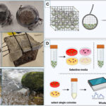 Nouvelle méthode pour surveiller la pollution des eaux usées dans les rivières