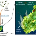 Pourquoi les micro-organismes plus lents sont une mauvaise nouvelle pour le climat