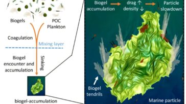 Pourquoi les micro-organismes plus lents sont une mauvaise nouvelle pour le climat