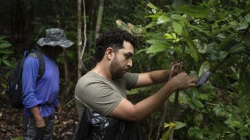 Que se passerait-il si la forêt amazonienne séchait? Cette expérience de plusieurs décennies a des réponses