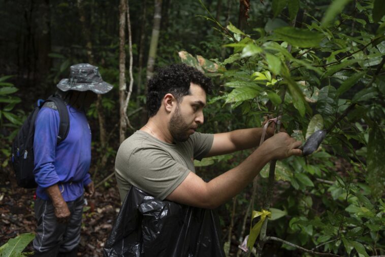 Que se passerait-il si la forêt amazonienne séchait? Cette expérience de plusieurs décennies a des réponses